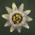 Passiflora caerulea Passiflora caerulea
