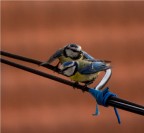 Una coppia affiatata Una coppia affiatata