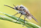 Bombylius minor Bombylius minor
