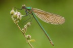 Calopteryx splendens Calopteryx splendens