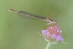 Ceriagrion Tenellum Ceriagrion Tenellum