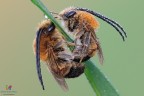 Eucera longicornis..... Eucera longicornis.....