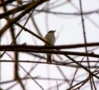 Pigliamosche Pigliamosche