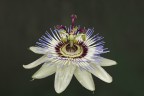 Passiflora caerulea Passiflora caerulea