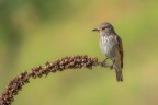 sony a77MII;minolta 400mm;f7.1;iso250;1/500sec;treppiedi
il mio primo pigliamosche se  lui :)  stata una piacevole sorpresa, non lo avevo ne fotografato ne visto da cosi vicino.