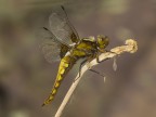 libellula depressa libellula depressa