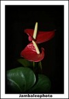 Pianta erbacea fiorita a fogliame decorativo...Anthurium Pianta erbacea fiorita a fogliame decorativo...Anthurium