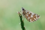 Pyrgus malvae...