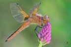 Libellula fulva....