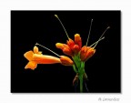 Canon G5
