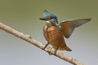 Martin pescatore Martin pescatore