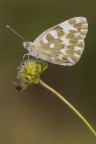 Pontia edusa Pontia edusa