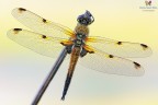 Veduta aerea per questo bel maschio di Libellula quadrimaculata (Linnaeus, 1758), chiamata cos per le 4 macchie presenti sulle ali che la contraddistinguono.... 
A parer mio,  una delle libellule pi belle che esistano :)