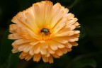 impollinazione impollinazione