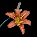 Lilium Lilium