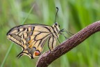 Il Papilio Machaon (Linnaeus, 1758)  una tra le pi grandi farfalle diurne presenti in Italia.
Ringrazio chi ha votato questa foto, regalandomi un ottimo piazzamento al contest free4u.

Critiche e commenti sono graditi
[url=http://postimg.org/image/q0dau9c2t/full/]H.R.[/url]