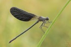 Calopteryx haemorrhoidalis Calopteryx haemorrhoidalis