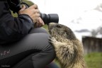Marmotta curiosa Marmotta curiosa