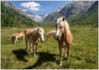 Haflinger Haflinger