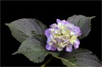 Ortensia