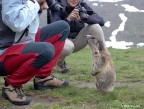 Marmotta curiosa 2 Marmotta curiosa 2
