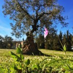 Il bello e il saggio Il bello e il saggio