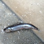 Una scalata impossibile Una scalata impossibile