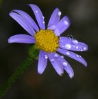 *** Margarita's bubbles *** *** Margarita's bubbles ***