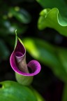 Calla Calla