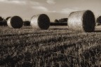 Rotoloni di fieno... Rotoloni di fieno...