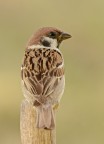 Passera mattugia