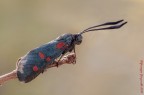 Zygaena filipendulae Zygaena filipendulae