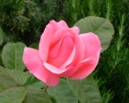 Rosa pastello Rosa pastello
