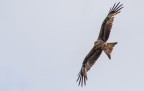Aquila Reale Aquila Reale