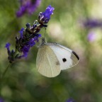 sul fiore di lavanda sul fiore di lavanda