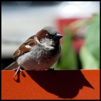 passero su sedia in metallo passero su sedia in metallo