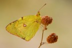 Colias Colias