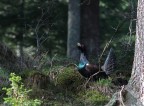 Gallo cedrone Gallo cedrone