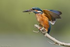 Martin pescatore Martin pescatore