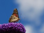 Vanessa Vanessa