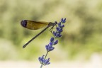 libellula libellula