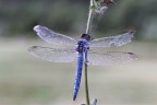 libellula libellula