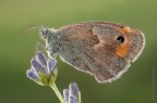 Coenonympha pamphilus sulla Lavanda Coenonympha pamphilus sulla Lavanda