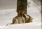Coccole Coccole