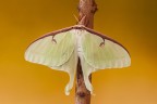 Actias luna Actias luna