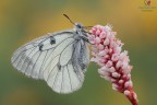 Parnassius (Driopa) mnemosyne (Linnaeus, 1758) Parnassius (Driopa) mnemosyne (Linnaeus, 1758)