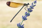 Libellula Libellula