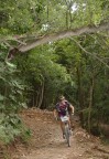 MTB - the tree - MTB - the tree -