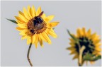 Girasoli.