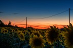 soliti girasoli... soliti girasoli...